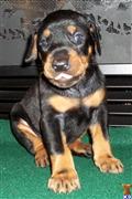 Doberman Pinscher